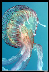 A jellyfish can be so beautifull :-) by Daniel Strub 